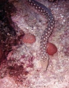 Head of sharptail eel, Negril, Jamaica, Sea&Sea MX5 by Clare I Sowter 